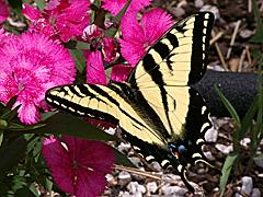 Western Tiger Swallowtail